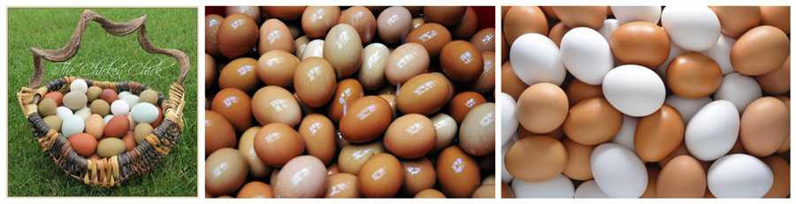 cleaning eggs