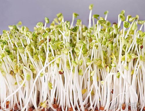 How to Grow Bean Sprouts in Sprout Machine?
